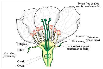 http://ngsm.org/triangulos/images/flor.jpg